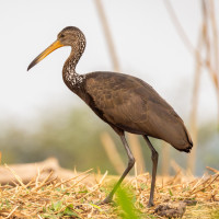 Limpkin